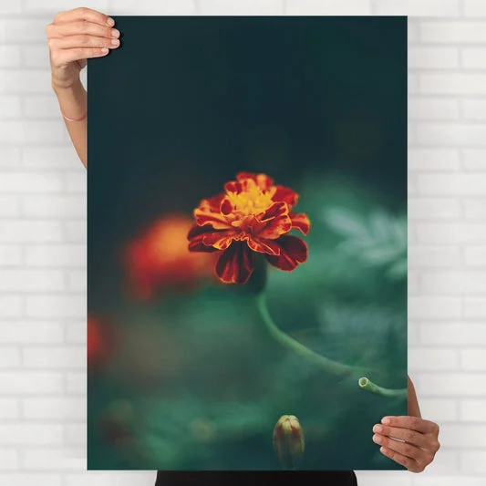 Marigold Flower Poster